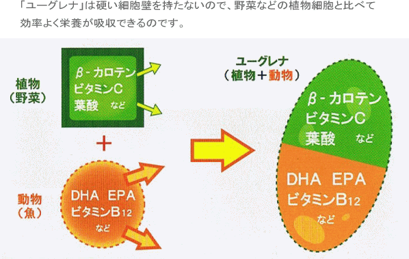 ユーグレナ　効率よい栄養吸収