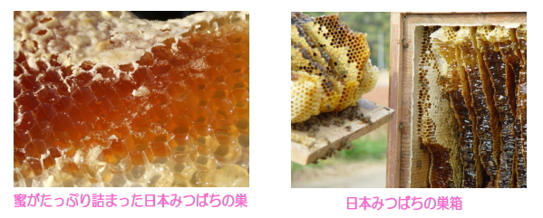信州産天然赤そば蜂蜜「高嶺ルビーはちみつ」　日本ミツバチ
